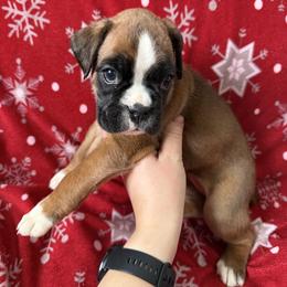 Boxer Puppies from Goose River Boxers Co