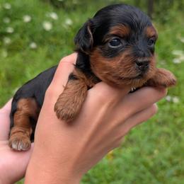 Saturday - Black and tan female Yorkipoo puppy in Coshocton, Ohio from Forever Family Puppies