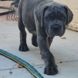 Elle - Gray female Cane Corso puppy in Scottsdale, Arizona from Marcus Attilius Cane Corso