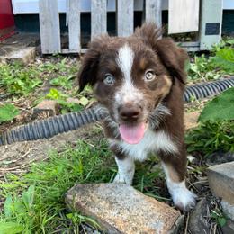 Fern - Red tri-color male Australian Shepherd puppy in Rochester, Pennsylvania from Aussie Odyssey