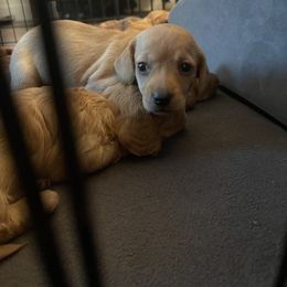 Dachshund Puppies from Teenie Weenie Doxies