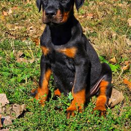Boy 5 - Black and rust male Doberman Pinscher puppy in China Township, Michigan from Snell's Superior Kennel Dobermann & GSP