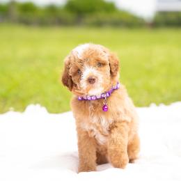 Poodles from Blossom Poodles