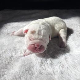 Charleston - Red and white male Bulldog puppy in Little Rock, Arkansas from Freeway Bulls