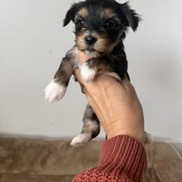 Birdie - Black and tan female Yorkshire Terrier puppy in Elk Ridge, Utah from Janita's Yorkshire Terriers