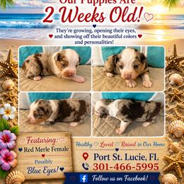 Red merle 1 - Red merle male Miniature Australian Shepherd puppy in Port Saint Lucie, Florida from Charlene Brannon's Mini Australian Shepherds