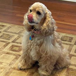 LuLu - Cocker Spaniel