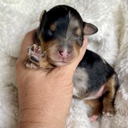 Girl 1 - Tri-color female Bernedoodle puppy in Superior, Arizona from Mountain Bridge Doodles