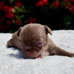 Quill - Chocolate and white male Chihuahua puppy in Forsyth, Georgia from Brooks Grove Canines LLC