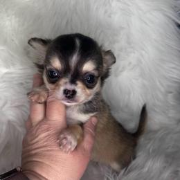 Domino Girl - Black and tan female Chihuahua puppy in Fargo, North Dakota from Wild Prairie Chihuahuas
