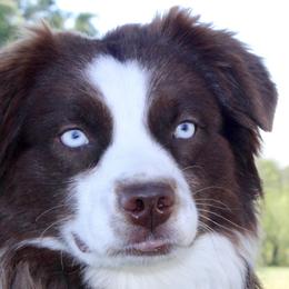 Fred - Australian Shepherd