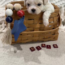 Shichon Puppies from Burton Creek Puppies