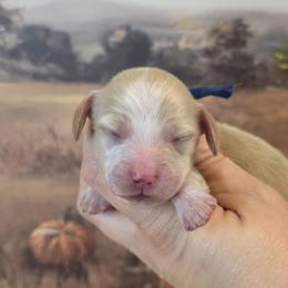 Dark blue collar male - Cream male Dachshund puppy in Romney, Indiana from Brown's Valley Dachshunds