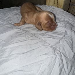 Winnie - Buff and white female Cocker Spaniel puppy in Lake, Mississippi from MGs Cockers