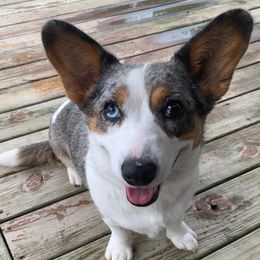 Cardigan Welsh Corgis from Lady Luna's Cardigan Welsh Corgis