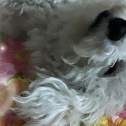 Bichon Frises, Poodles, and Shichons from Susi’s Precious Pooches of Citra