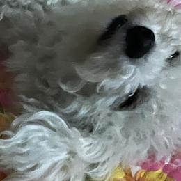 Bichon Frises, Poodles, and Shichons from Susi’s Precious Pooches of Citra