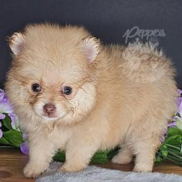 Pepper's Mr. Know It All - Noah - Chocolate sable male Pomeranian puppy in Plant City, Florida from Pepper's Pomeranians