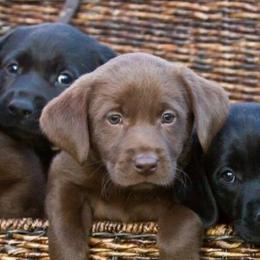 Labrador Retrievers from A Lucky Pup / Isenmann Retrievers