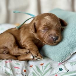Blue - Red  female Goldendoodle puppy in Hesperia, Michigan from Red Acres Poodles & Doodles
