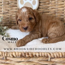 Cosmo - Red male Bernedoodle puppy in Murrieta, California from Brookside Bernedoodles