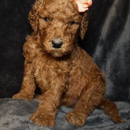 Goldendoodle Puppies from Angie's goldendoodles