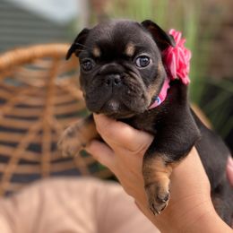 French Bulldog Puppies from Woodlands Frenchies