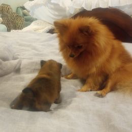 Pomeranian Puppies from Mayhew's Pomeranian Pups