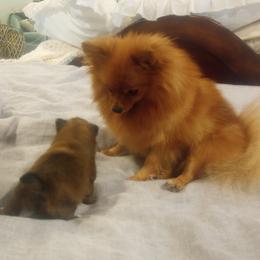 Pomeranian Puppies from Mayhew's Pomeranian Pups