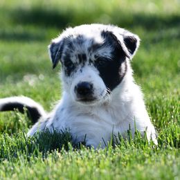 Border Collies from D8 Ranch Border Collies