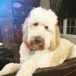 Lulu - Goldendoodle