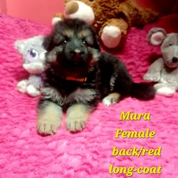Mara Yellow Collar - Black and red female German Shepherd puppy in Bedias, Texas from TiPi S Ranch's German Shepherds