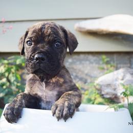 Brindle Male - Black brindle male Cane Corso puppy in Emmett, Idaho from NorthWood’s Cane Corso