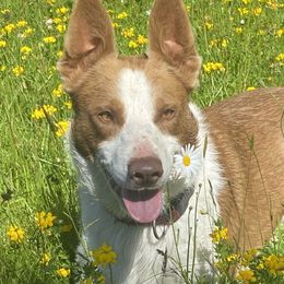 Angus - Border Collie