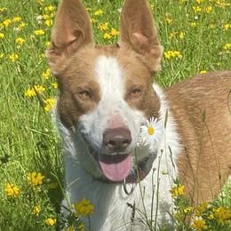 Angus - Border Collie
