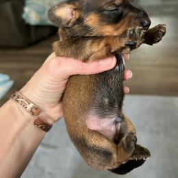 B3 - Chocolate and cream male Dachshund puppy in Harpers Ferry, West Virginia from Brandie Kelley