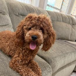 Ozzy - Red  male Poodle puppy in Vilonia, Arkansas from Donna’s Pretty Poodles