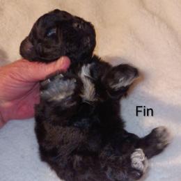Fin - Black male Miniature Schnauzer puppy in Midland, Texas from Shebbies Puppy Palace