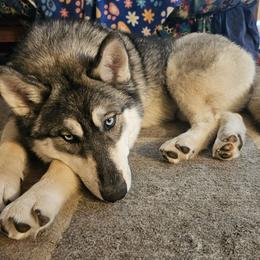 Mishka - Siberian Husky