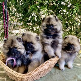 Keeshond Puppies from Windrift