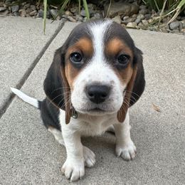 Girl 1 - Moon - Black tan and white female Beagle puppy in Sacramento, California from Alton Beagles