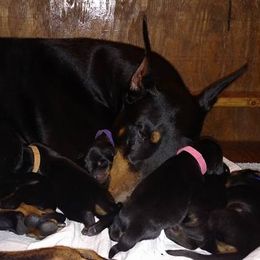 Doberman Pinscher Puppies from Lexa Dobermans