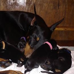 Doberman Pinscher Puppies from Lexa Dobermans