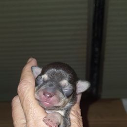 Chihuahua Puppies from Jersey’s Tiny Tails Chihuahuas