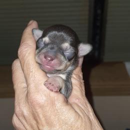 Chihuahua Puppies from Jersey’s Tiny Tails Chihuahuas