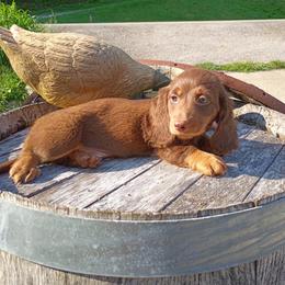Thadius - Chocolate and tan male Dachshund puppy in Dayton, Ohio from LUXEYPUPS