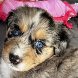 Gizmo - Blue merle Miniature American Shepherd puppy in Litchfield Park, Arizona from New Dawn Aussies