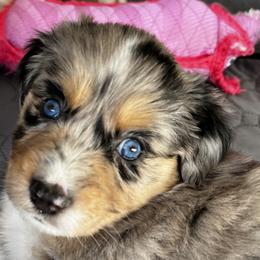 Gizmo - Blue merle Miniature American Shepherd puppy in Litchfield Park, Arizona from New Dawn Aussies