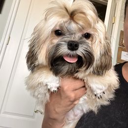 Lady Mindy - Black & tan tri-color female Maltipoo puppy in Southern,, California from Maltipoo Tiny Pups & More