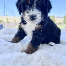 Pluto - Tri-color male Bernedoodle puppy in Nampa, Idaho from Ember Skies Doodles